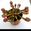Przykladowe oferowane sztuki/ egzemplary plants 